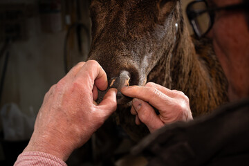 older man working on taxidermy in his workshop.