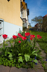 Red tulips bloom next to a residential building in the city center of Västerås, Sweden in sunny...