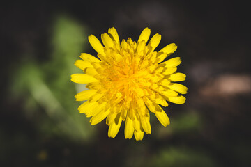 Yellow dandelion on a blurred green background.