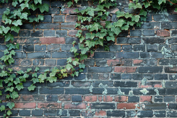 Textured surface of a brick wall with ivy creeping along the edges, featuring rustic charm and natural elements. Brick wall textures with ivy offer a rustic and earthy backdrop