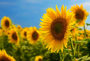 Obraz premium Sunflowers in a field close-up, agriculture, harvest, bright, beautiful, summer, spring, nature, village, Ukraine, yellow