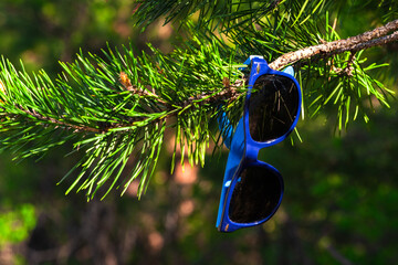 Sunglasses on a pine branch. Concept of summer.