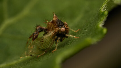 strange insect walking on a green leaf (Cyphonia)
