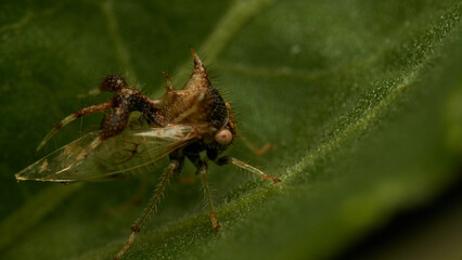 strange insect walking on a green leaf (Cyphonia)