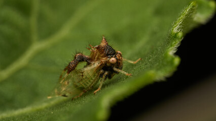 strange insect walking on a green leaf (Cyphonia)