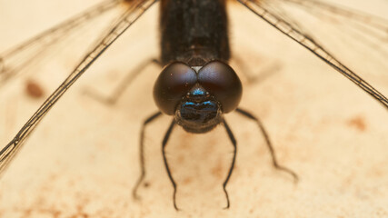 Details of the eyes of a black dragonfly