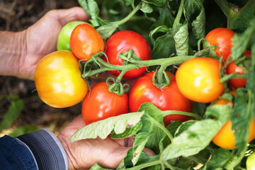 farmer holds a bunch of tomato in his hands, ripe organic vegetables in the vegetable garden