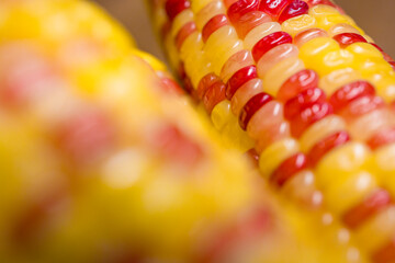 close-up of glutinous rice corn with its colorful and uniquely textured kernels that stand out from...