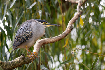 Striated Heron - Butorides striatus, beautiful, small, shy heron from African lakes and fresh...