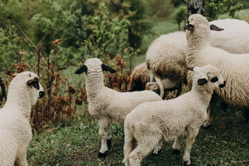 Cute little lambs grazing on the mountainside, Montenegro.