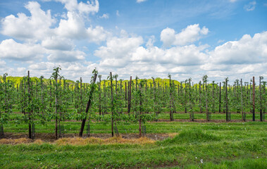 Fruit orchard farm landscape in Hageland, Belgium.