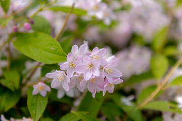 Selective focus white pink flowers of Fuzzy deutzia blooming on the tree in the park, Deutzia scabra is a species of flowering plant in the hydrangea family (Hydrangeaceae) Nature floral background.