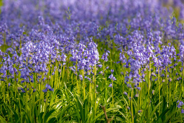 Selective focus of Spanish bluebell, Hyacinthoides hispanica, Endymion hispanicus or Scilla hispanica is a spring-flowering bulbous perennial native to the Iberian Peninsula, Nature floral background.