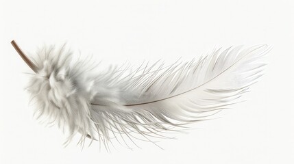 Colorfully feathers background - High resolution ,Elegant fluffy feather colorful isolated on the white background, Decorational bird's feather ,feather on a white background, Macro
