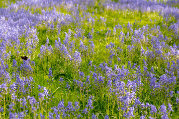 Fototapeta premium Selective focus of Spanish bluebell, Hyacinthoides hispanica, Endymion hispanicus or Scilla hispanica is a spring-flowering bulbous perennial native to the Iberian Peninsula, Nature floral background.