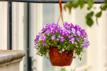 Selective focus of Viola tricolor in garden, Purple flowers with green leaves in flower pot, A...