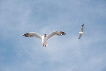 Brown-headed gull birds flying in the sky.