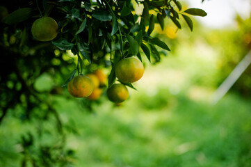 Orange fruit, organic orange garden, oranges ready to harvest and eat. Fresh orange juice from the...