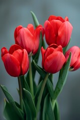 Tulips Red Flowers Symbolizing Parkinson's Awareness.