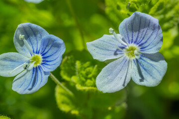 Blue flowers with leaves in spring. Landscape.