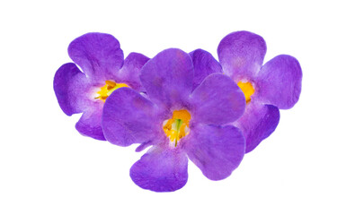 sutera flowers isolated