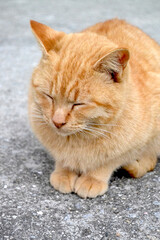 眠る猫