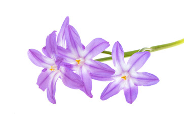 Obraz premium Chionodoxa isolated