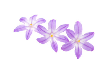 Obraz premium Chionodoxa isolated