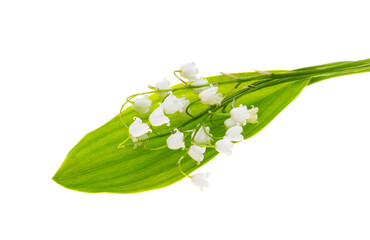 lily of the valley flowers isolated