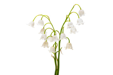 lily of the valley flowers isolated