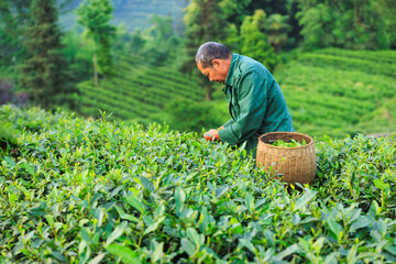 People picking green tea leaves in spring tea farm mountains