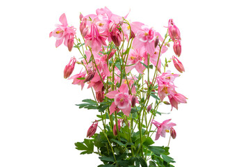 pink aquilegia flowers isolated