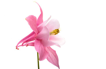 pink aquilegia flowers isolated