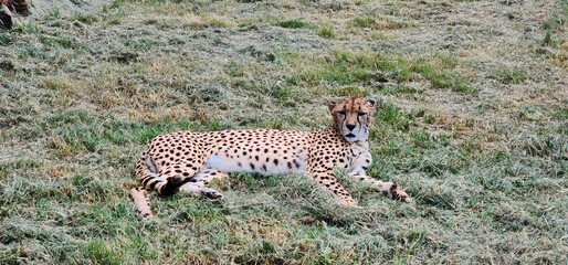 Cheetah laying in grass