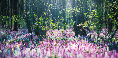 A breathtaking view of a meadow in the forest with flowering Corydalis cava on a sunny day.