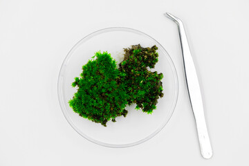Top view view of green moss in petri dish, metal tweezers isolated on white background. 