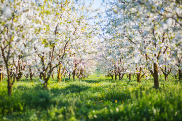 Ornamental garden with lush flowering trees on a sunny day.