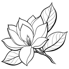 Magnolia flower outline illustration coloring book page design,Magnolia flower black and white line art drawing coloring book pages for children and adults
