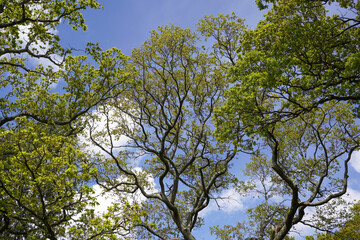 fresh green leaves growing on trees during spring. tree tops against blue sky 