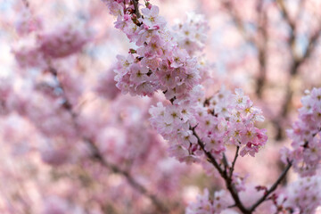 見上げる桜