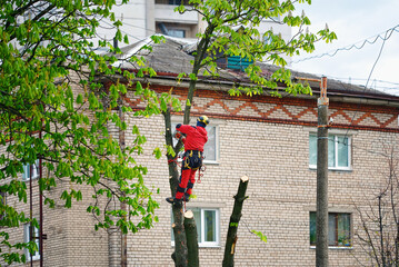 Arborist using ropes and climbing equipment to cut and prune trees in residential district....