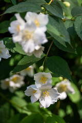 White fresh jasmine flowers. Close up.