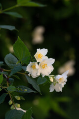 White fresh jasmine flowers. Close up.