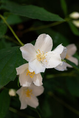 White fresh jasmine flowers. Close up.