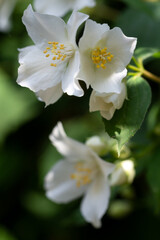 White fresh jasmine flowers. Close up.