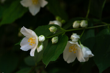 White fresh jasmine flowers. Close up.