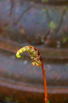 Sensitive fern fiddlehead unfurling