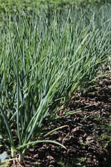 Green thickets of grown onions in the summer sunny season vertical orientation