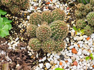 A green, spherical cactus., Notocactus scopa.