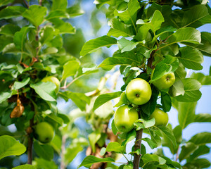 Lookup view cluster of green apples on tree branch at front yard orchard urban homestead farming in...